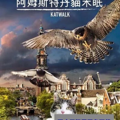 《阿姆斯特丹猫未眠》1080p|4k高清