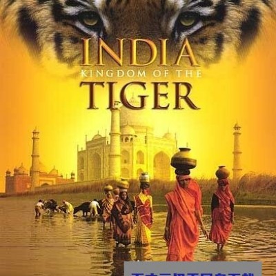 《印度：老虎王国》1080p|4k高清