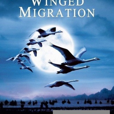 [电影]《迁徙的鸟》1080p|4k高清
