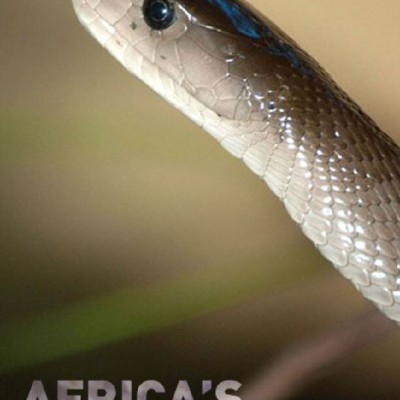 [电视剧][非洲致命动物 Africas Deadliest 第五至七季][全03季][英语中字]1080p|4k高清